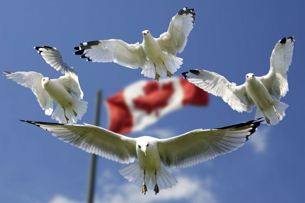 Canada launches circular procurement website